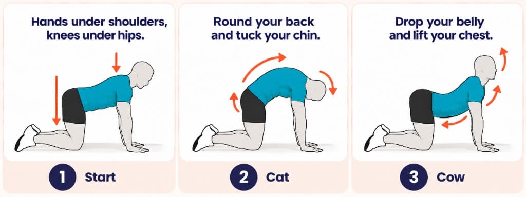 Cat-cow on all fours: neutral start, rounded cat spine, and arched cow position